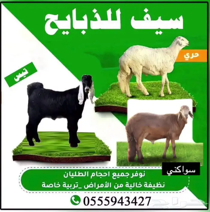 ذبايح طليان حري 6شهور اتصل وازهلها 0
