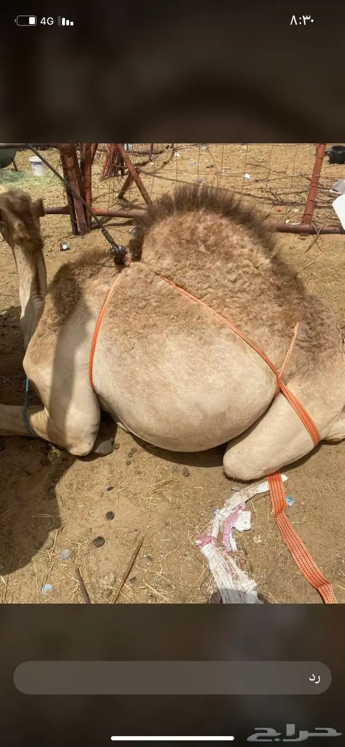للبيع القعدان الكفو للمبادي وزواجات مشروطه 22