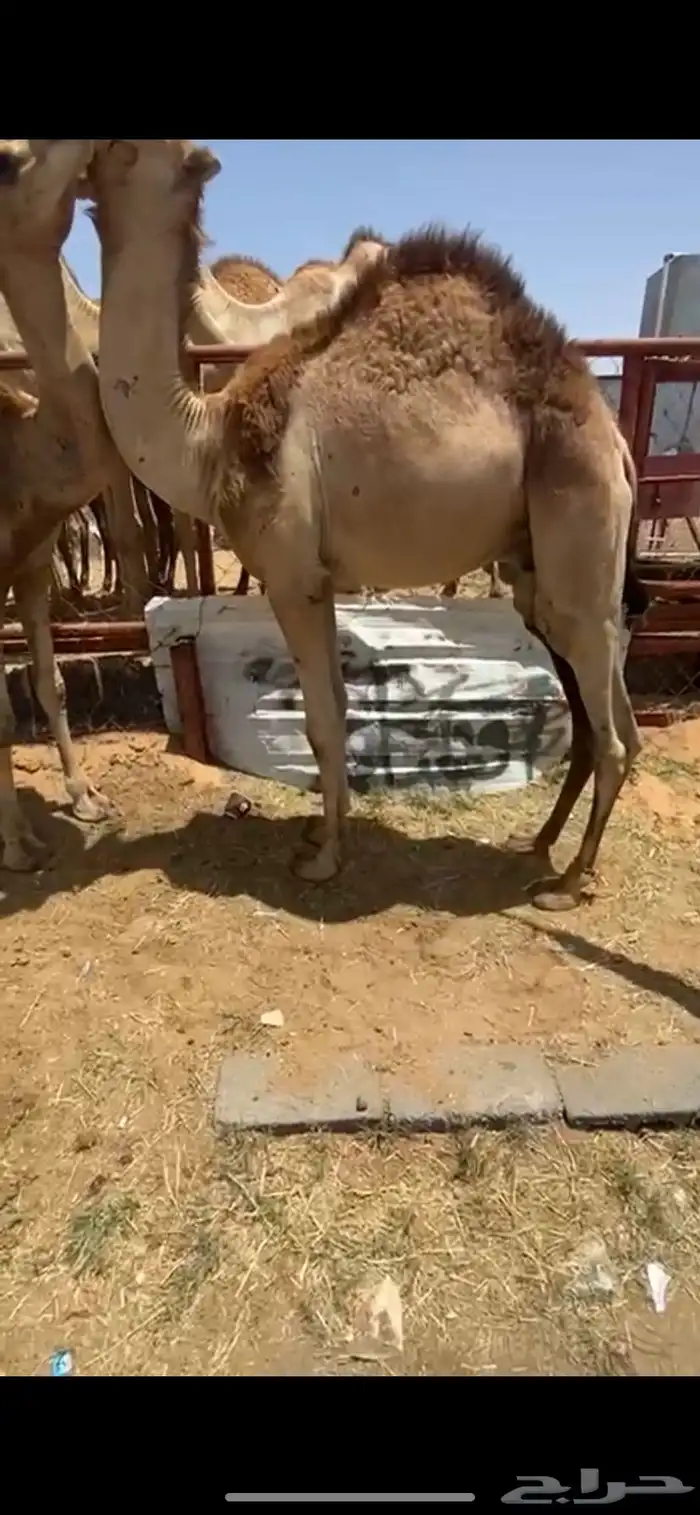 للبيع القعدان الكفو للمبادي وزواجات مشروطه 16