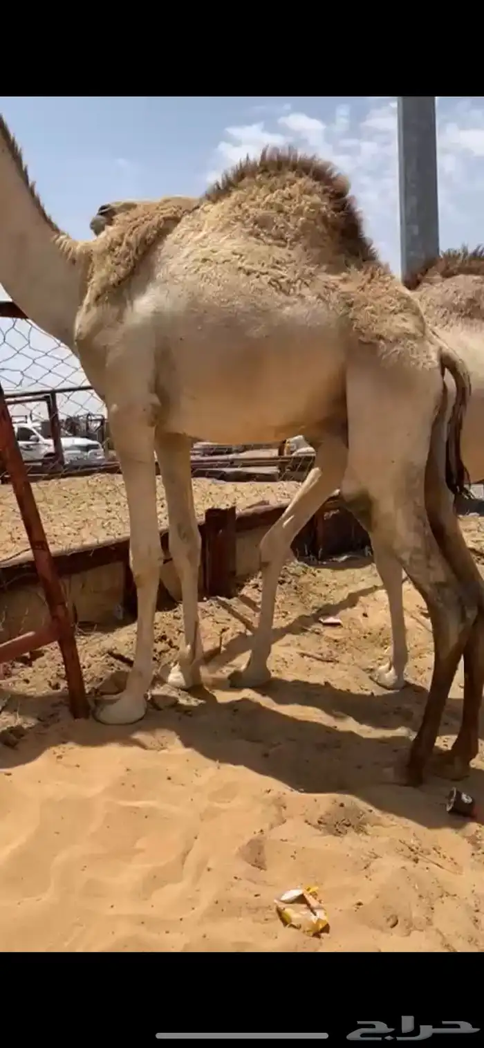 للبيع القعدان الكفو للمبادي وزواجات مشروطه 14