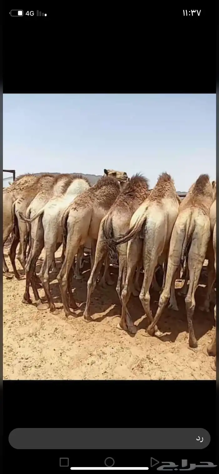 للبيع القعدان الكفو للمبادي وزواجات مشروطه 18