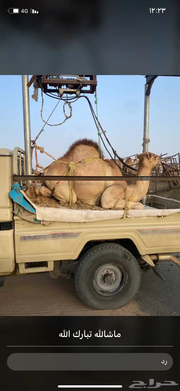للبيع القعدان الكفو للمبادي وزواجات مشروطه 4