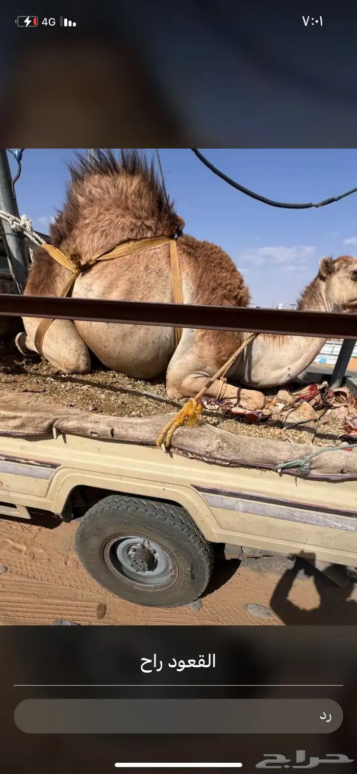 للبيع القعدان الكفو للمبادي وزواجات مشروطه 17