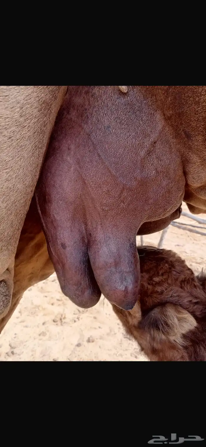 خلفه ساحليه حمرا( تم البيع ) 5