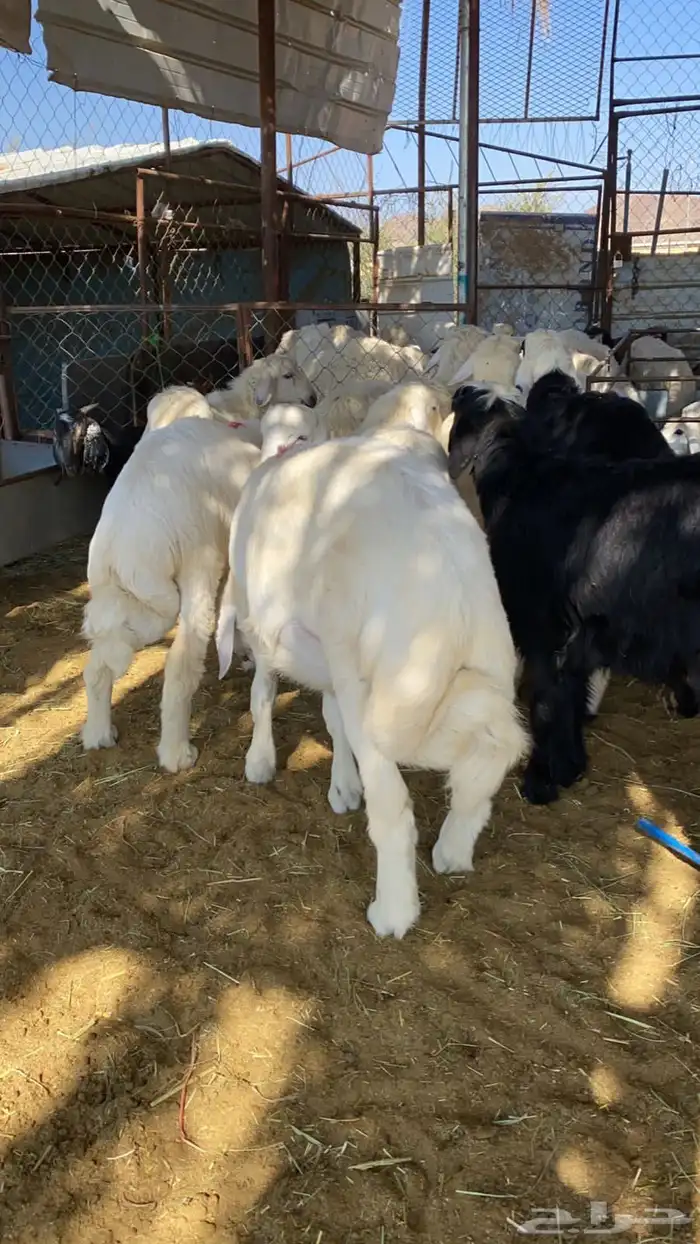 ذبايح نجران 5