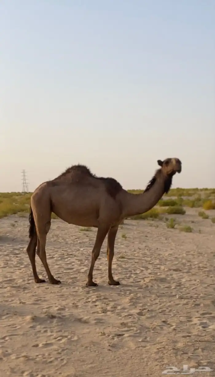 عرض بكره صفرا ( تم البيع ) 0