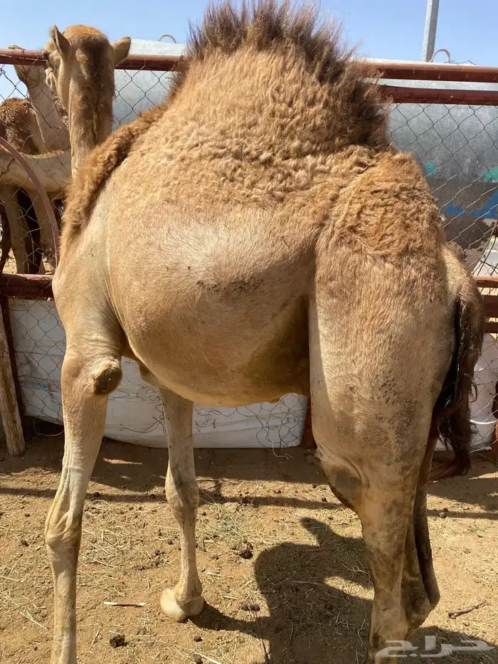 للبيع القعدان الكفو للمبادي وزواجات مشروطه 21