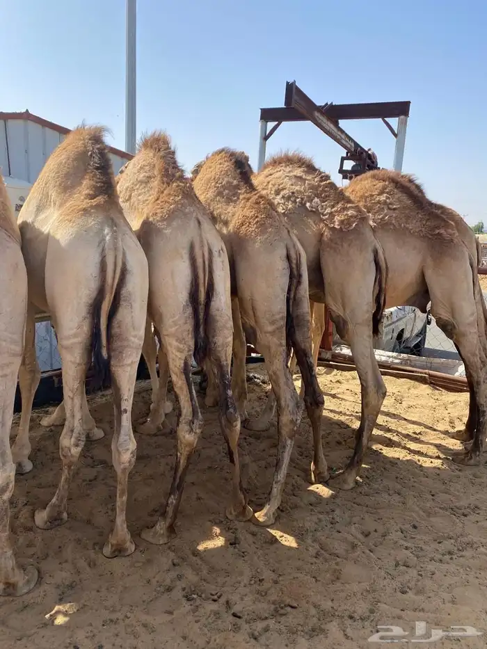 للبيع القعدان الكفو للمبادي وزواجات مشروطه 19