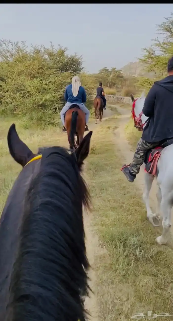 تدريب على ركوب الخيل ورحلات بخيل 0