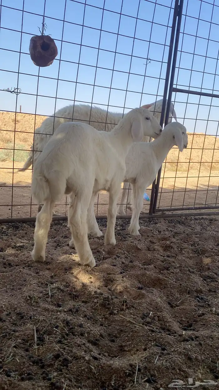 حريات صنف منوة ألقاني(تم البيع) 3