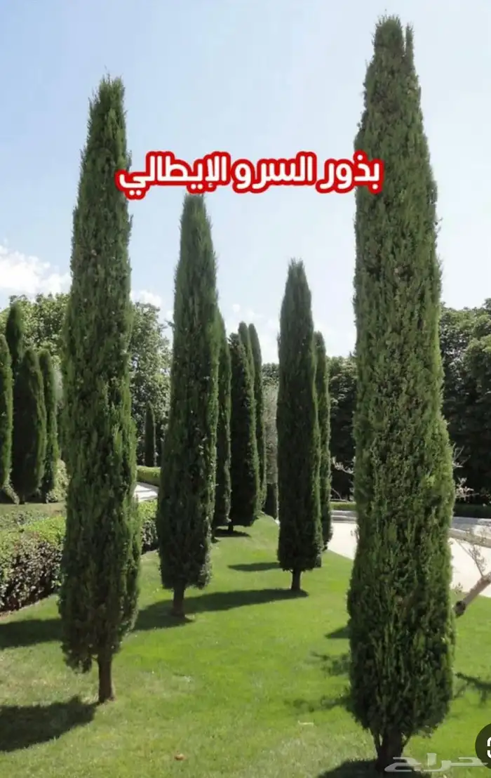 تنسيق حدائق وبيع الاشجار وتصميم حدائق 1
