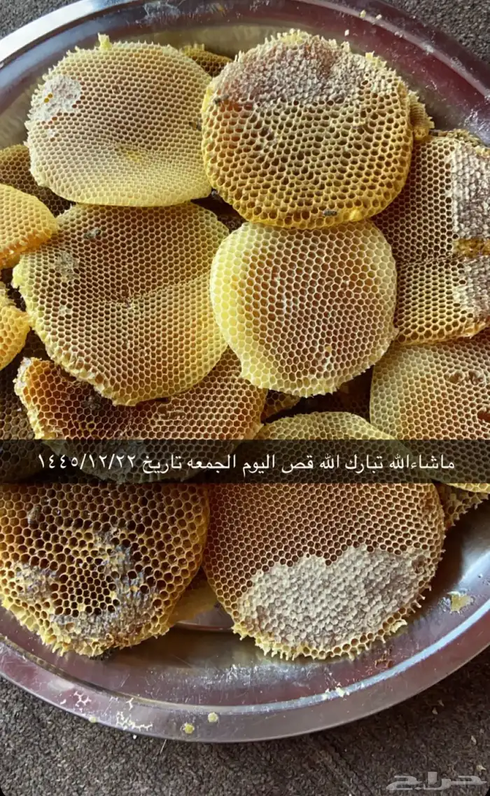 عسل سدرة وسمره وطلحه 2