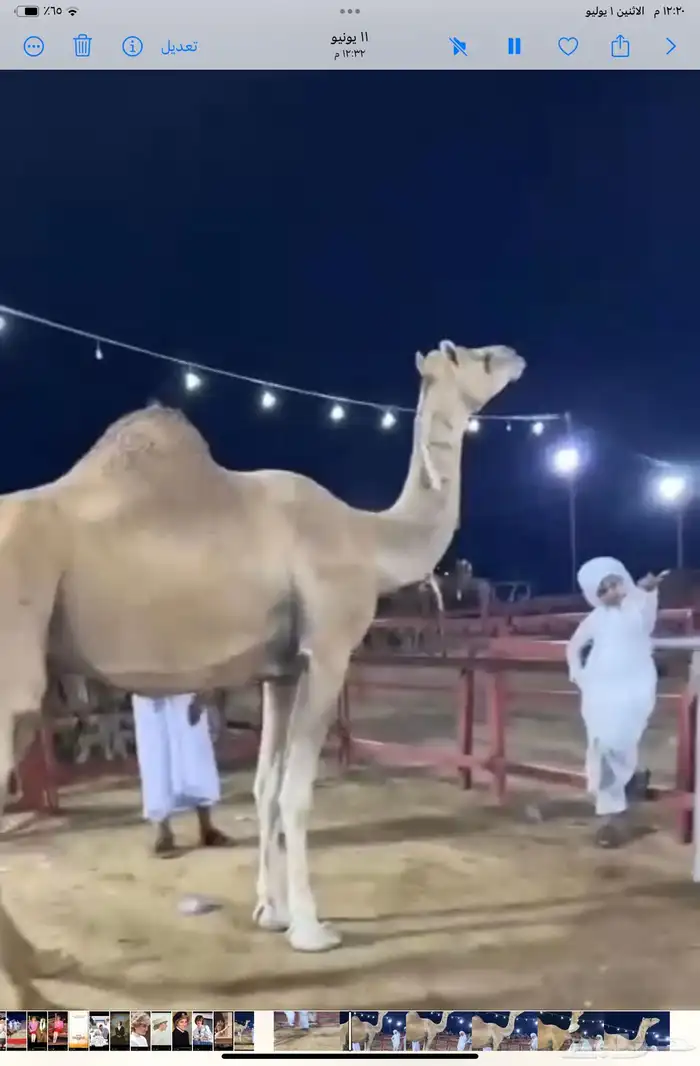ابل انياق جمال ناقه ساحليه بعير ساحلي ذاهب مفقودها غاديه 0