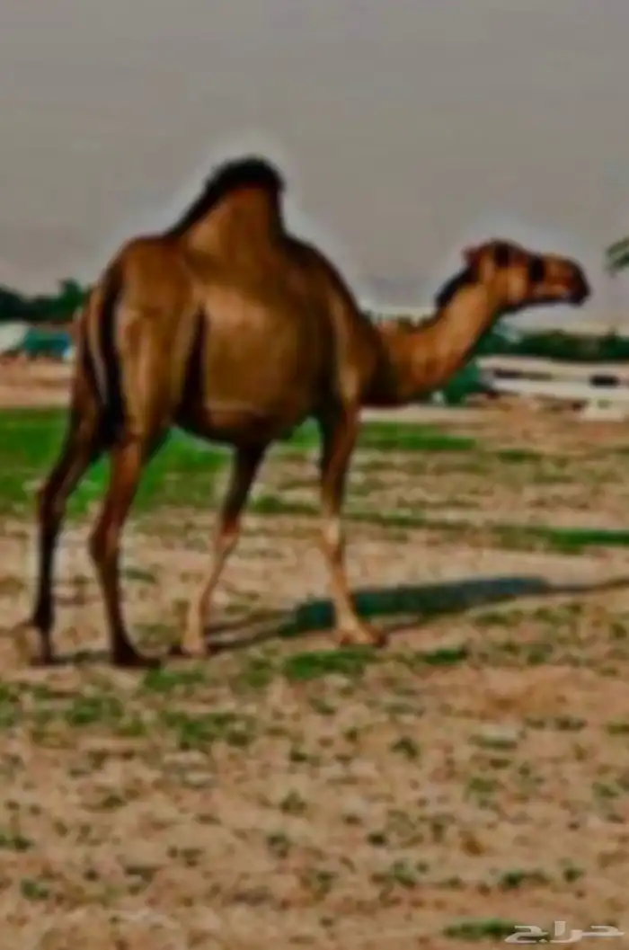 ابل انياق جمال ناقه ساحليه بعير ساحلي ذاهب مفقودها غاديه 2