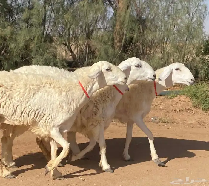 حريات صنف منوة ألقاني(تم البيع) 0