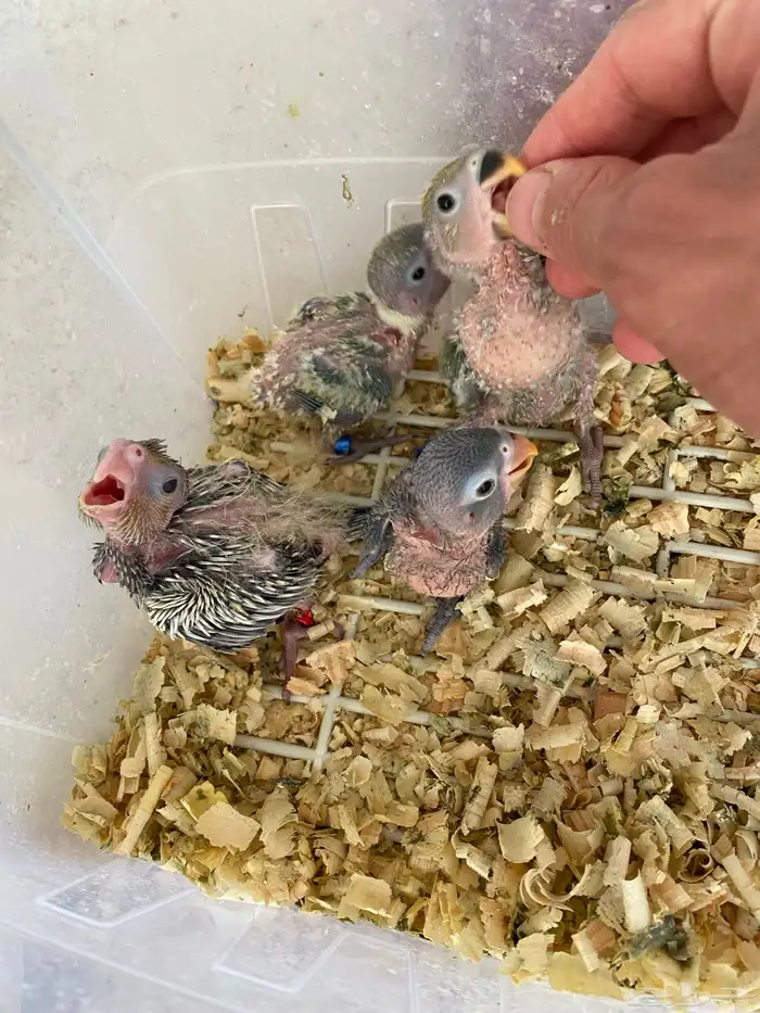 فرخين روز فرخ فيشر فرخ كروان غر الموقع القريات(( تم البيع)) 0