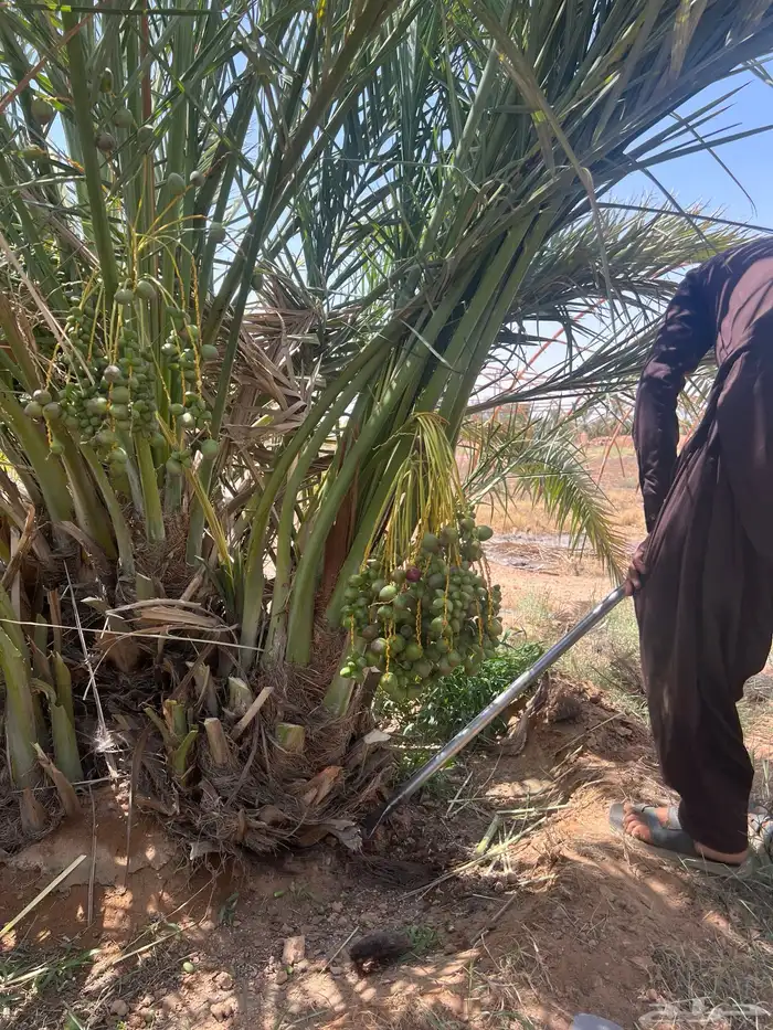 نخل مثمر لللبيع 2