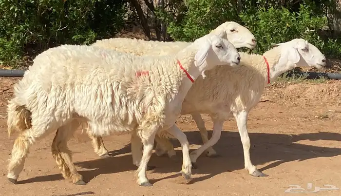 حريات صنف منوة ألقاني(تم البيع) 1