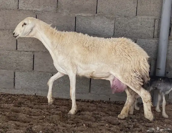 للبيع حريه صنف ومعها رخل((تم البيع تم البيع))) 0