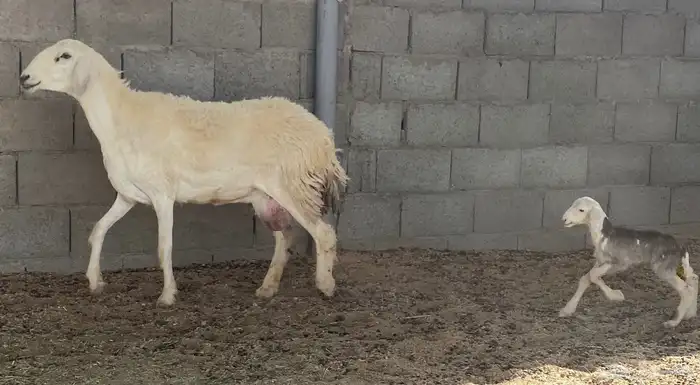 للبيع حريه صنف ومعها رخل((تم البيع تم البيع))) 1