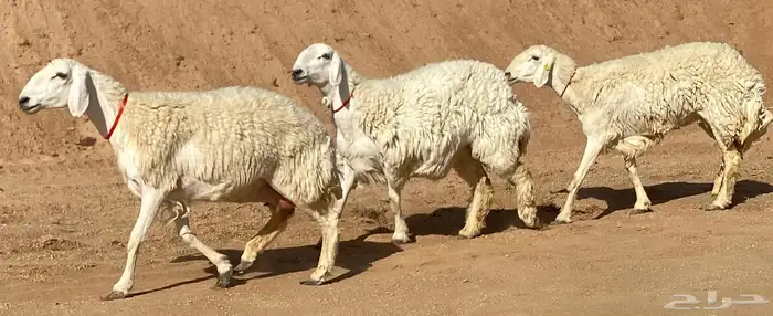 حريات صنف منوة ألقاني(تم البيع) 2