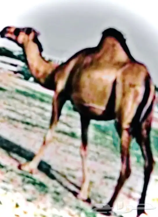 ابل انياق جمال ناقه ساحليه بعير ساحلي ذاهب مفقودها غاديه 4