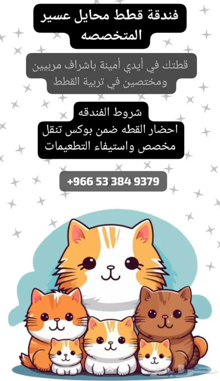 فندقه قطط محايل وقرومنق 0
