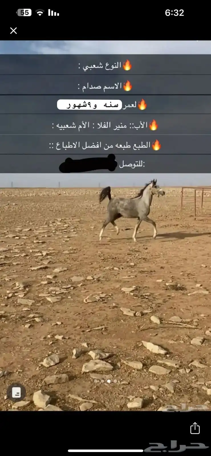 خيل شعبي مره بس يبي العسف العمر سنه وتسع شهور 0