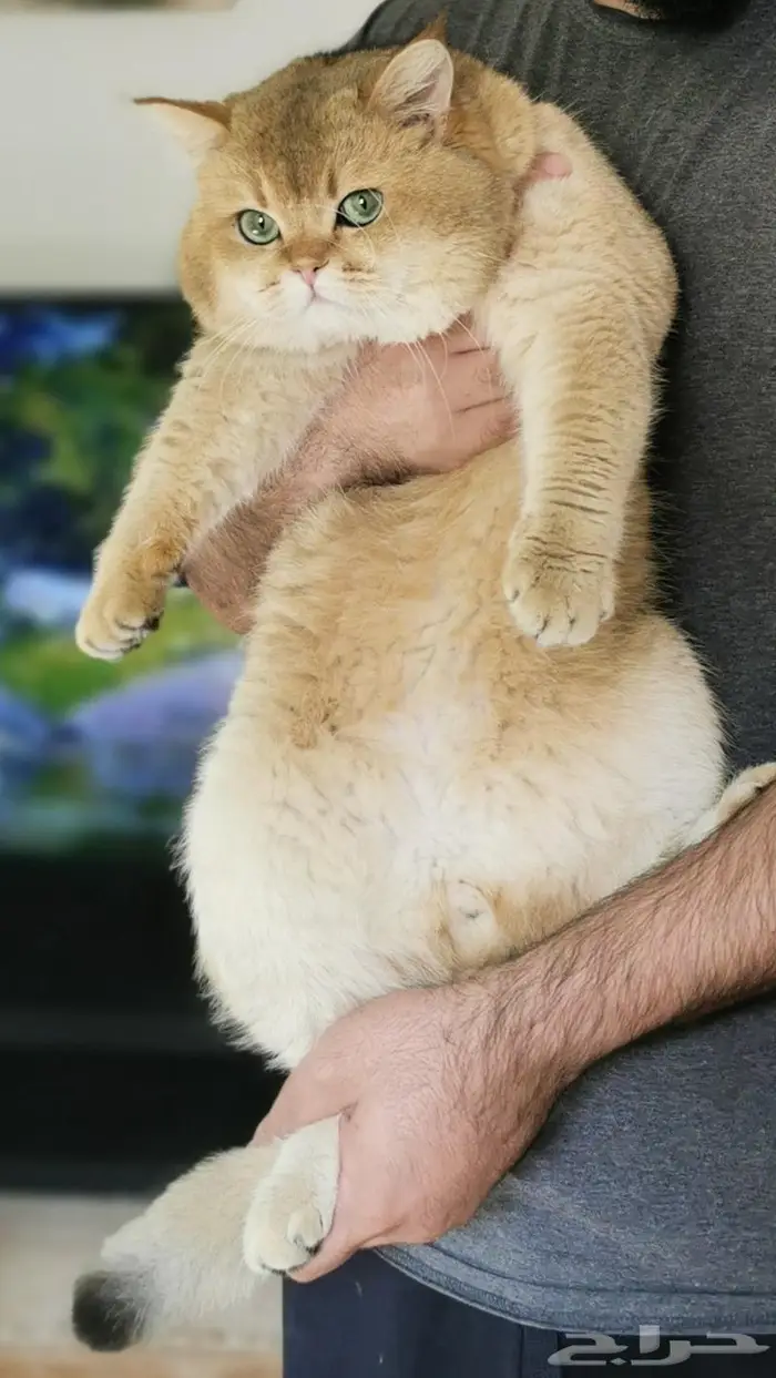 (( للتزاوج نقدا او بالاقساط )) قط سكوتش ستريت مستورد ومسجل 2