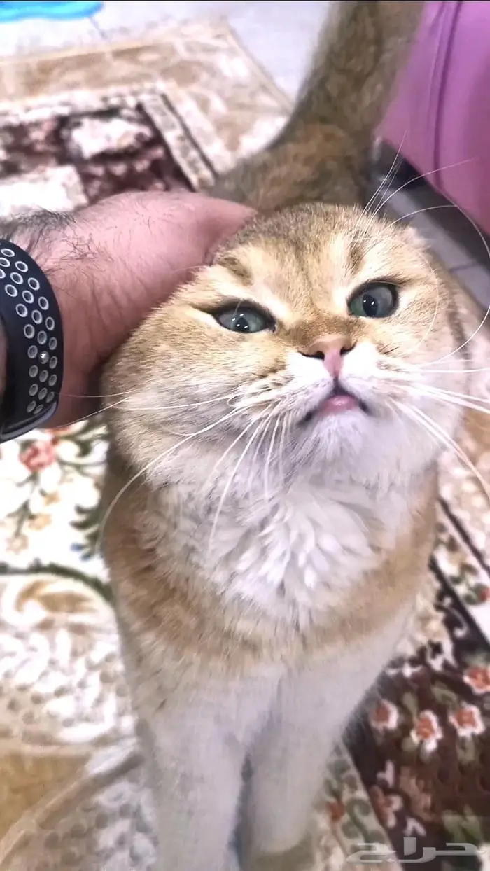 (( للتزاوج نقدا او بالاقساط )) قط سكوتش ستريت مستورد ومسجل 1