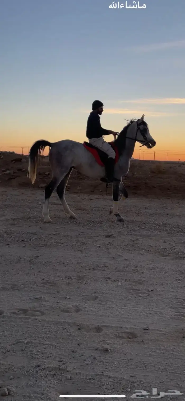 عسف خيل . 1