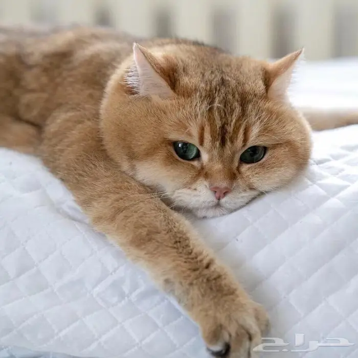 (( للتزاوج نقدا او بالاقساط )) قط سكوتش ستريت مستورد ومسجل 0