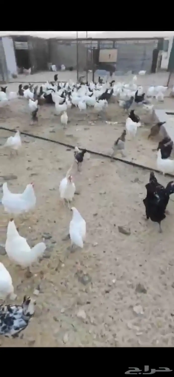 صيصان دجاج مشكل وسمان 7