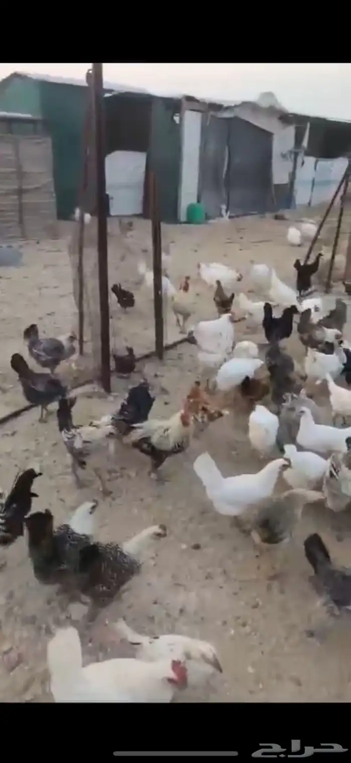صيصان دجاج مشكل وسمان 3