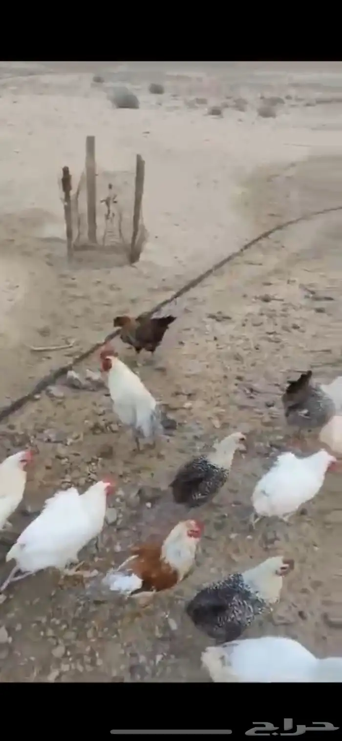 صيصان دجاج مشكل وسمان 4
