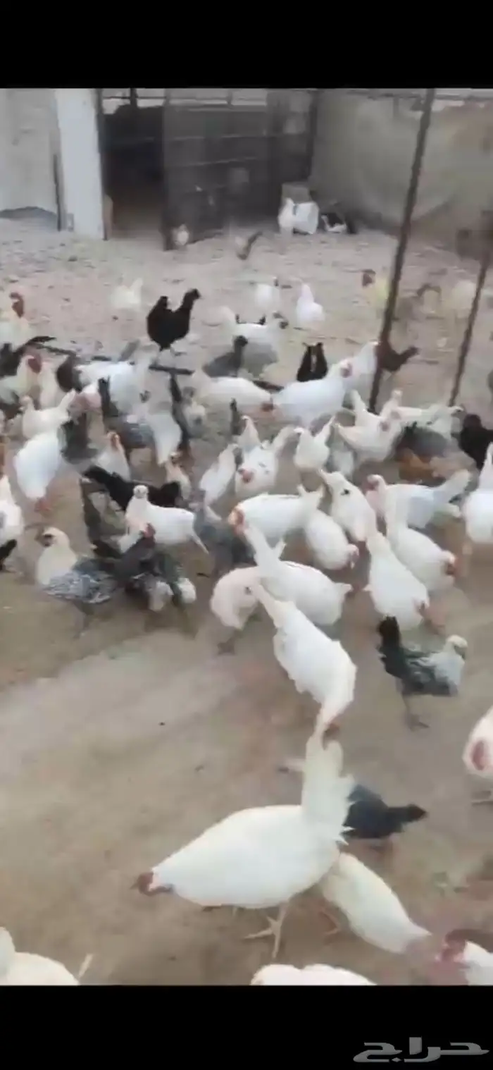 صيصان دجاج مشكل وسمان 5