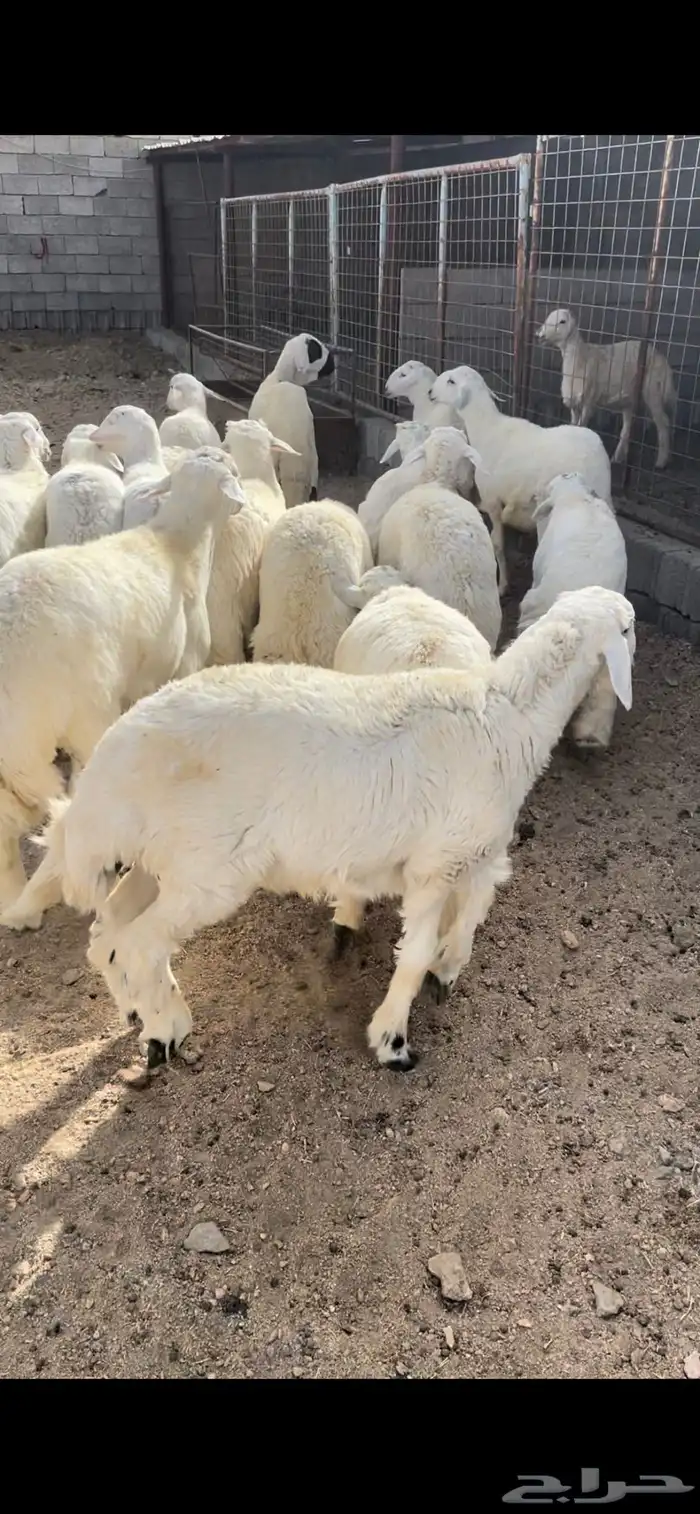 طليان حريه جبره يتوفر البيع الميسر عن طريق تابي وتمارا 5