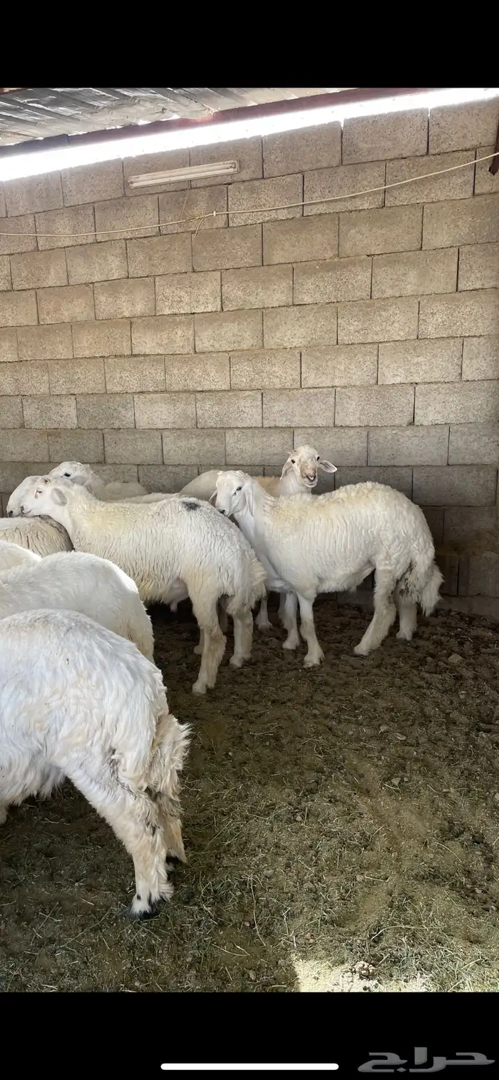 طليان حريه جبره يتوفر البيع الميسر عن طريق تابي وتمارا 3