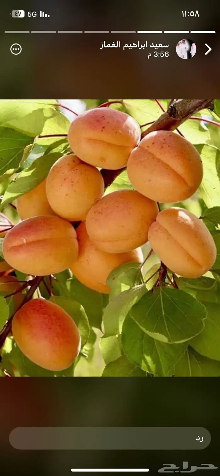 شتلات فواكه و شتلات زينه 4