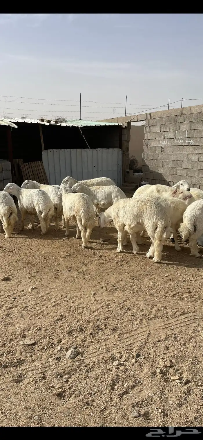 طليان ذبائح اقساط على تابي وتمارا 1