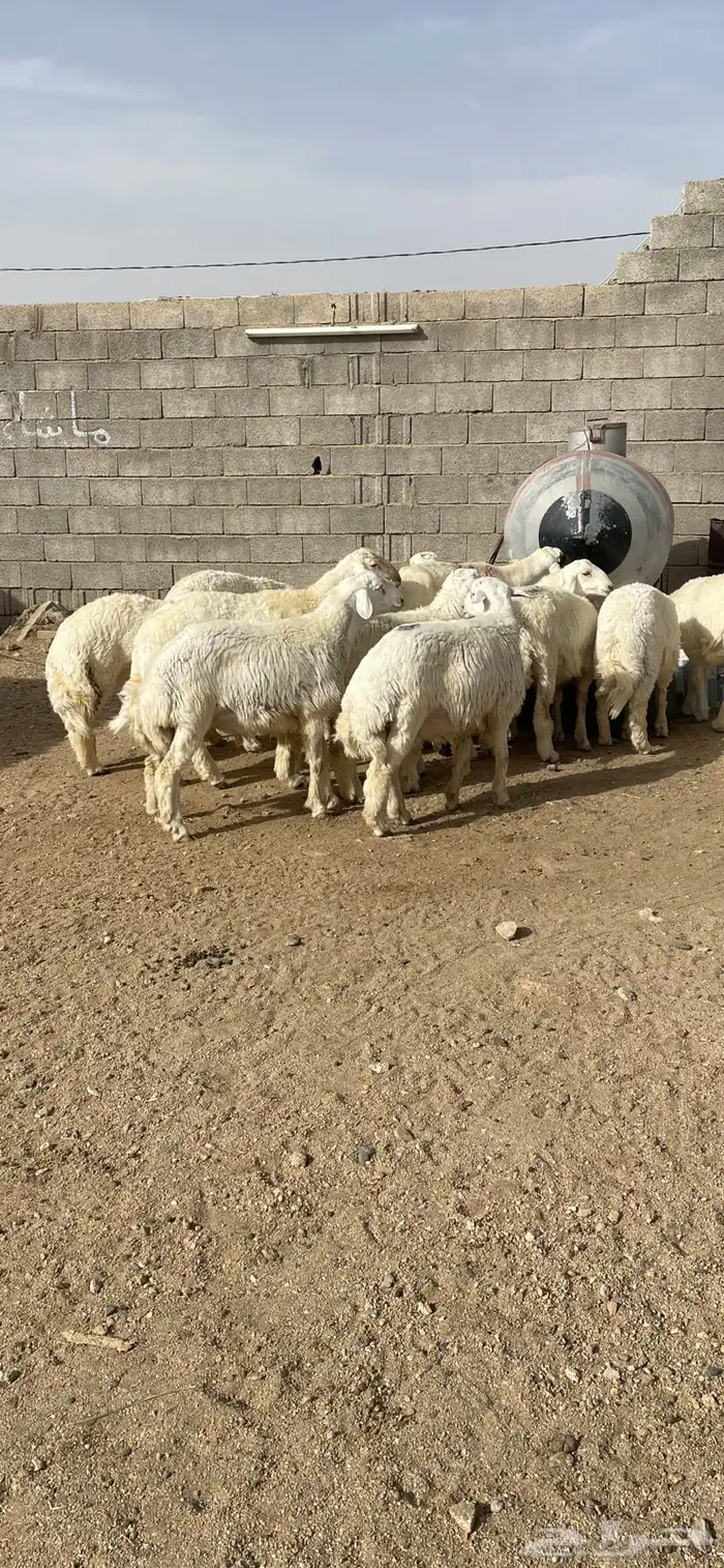 طليان ذبائح اقساط على تابي وتمارا 2