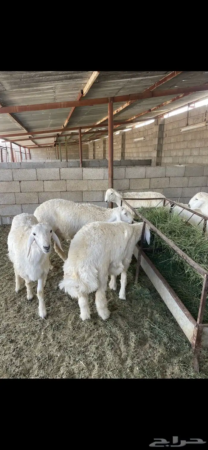 طليان حريه جبره يتوفر البيع الميسر عن طريق تابي وتمارا 4