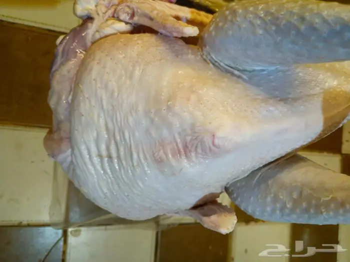 رومي ذبح طازج نصف ديك وديك.كامل 0