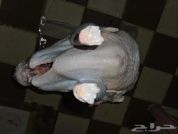 رومي ذبح طازج نصف ديك وديك.كامل 4