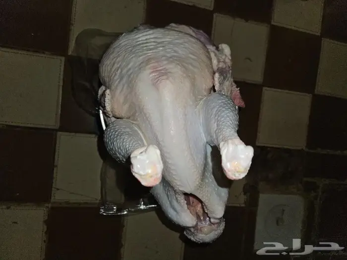 رومي ذبح طازج نصف ديك وديك.كامل 5