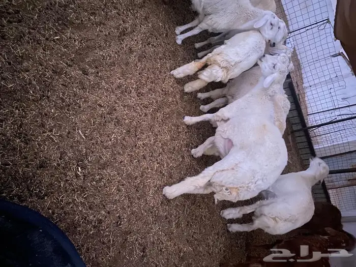 طليان حريه مناسبات وثلاجه 0