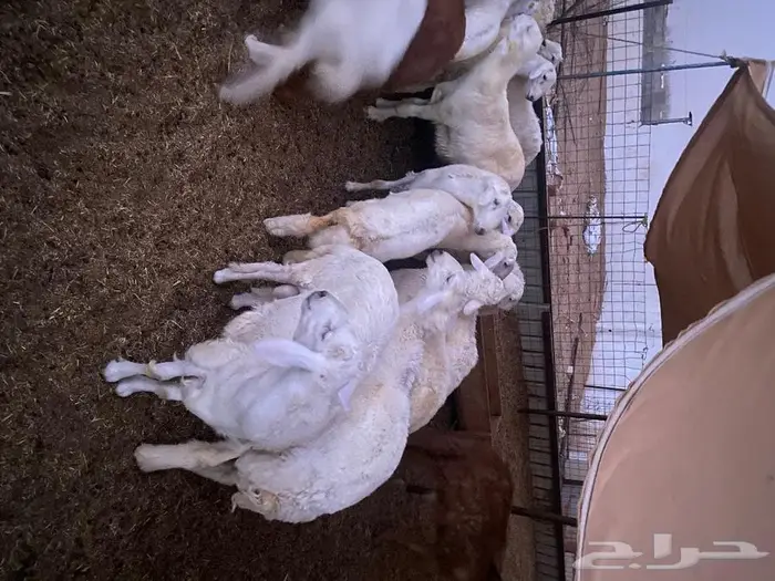 طليان حريه مناسبات وثلاجه 3