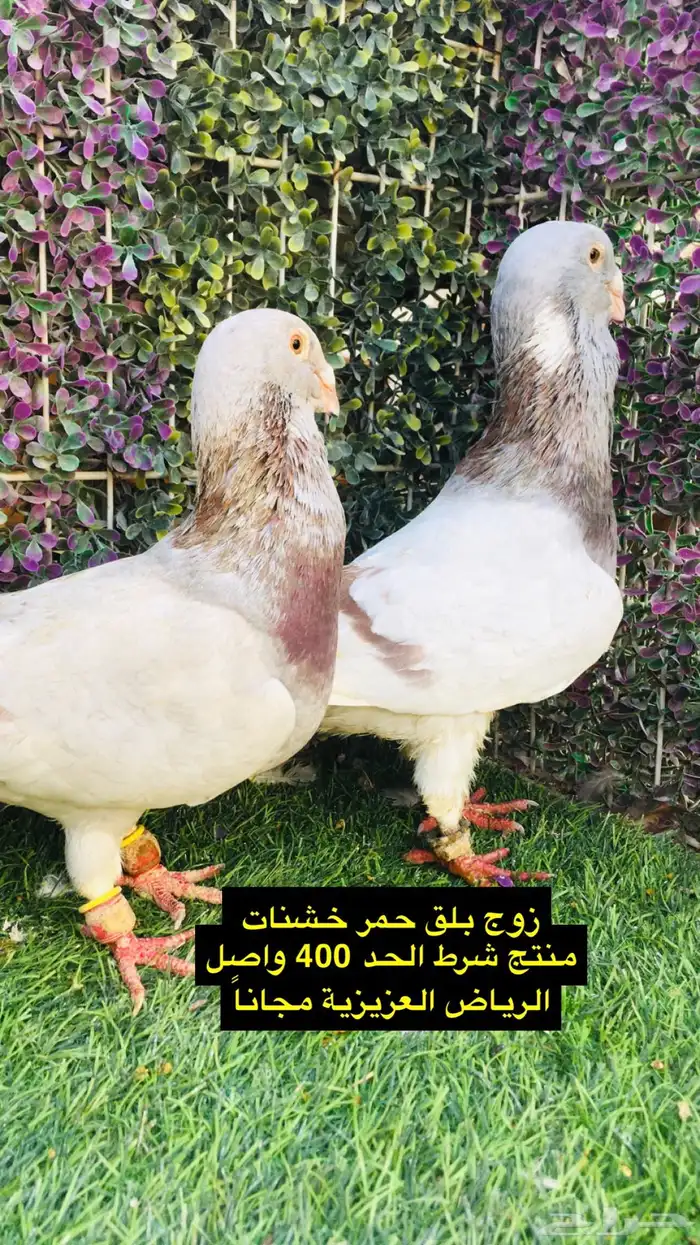 حمام شامي للبيع الموقع الخرج واصل الرياض مجانا 0