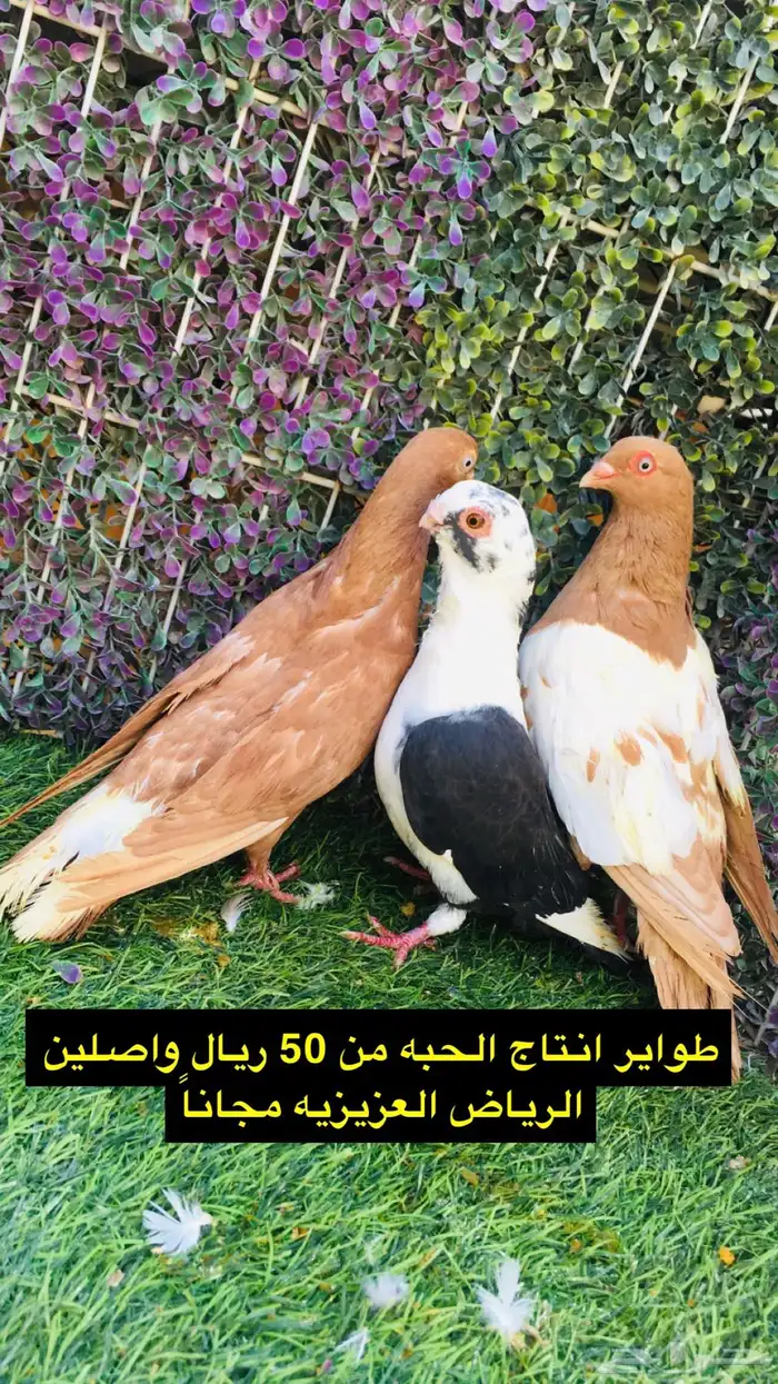 حمام شامي للبيع الموقع الخرج واصل الرياض مجانا 33