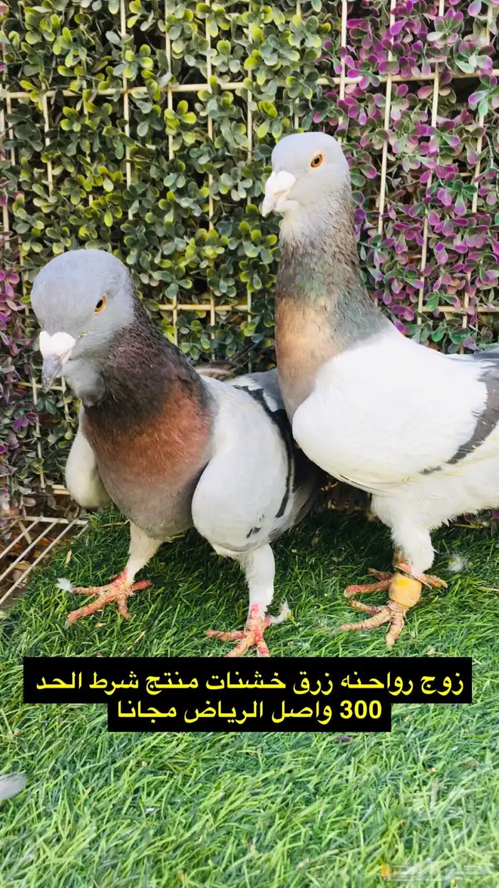 حمام شامي للبيع الموقع الخرج واصل الرياض مجانا 4